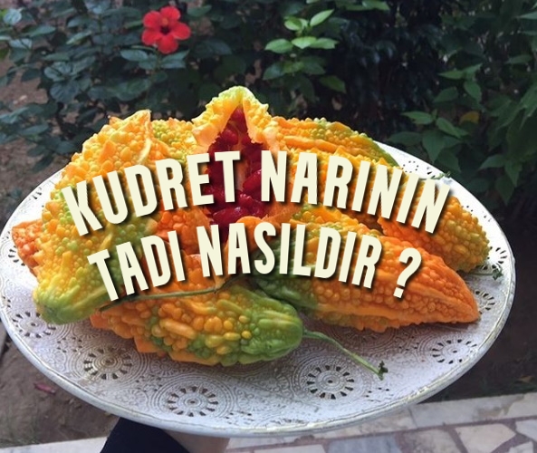 Kudret Narının Tadı Nasıldır ? Nasıl Kaç Gün kullanmalıyım ? Zeytinyağlı mı Ballı mı ? Nasıl saklamalıyım ?