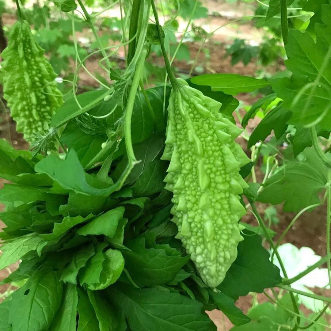 Green%20Fresh%20Momordica%20-%20Indian%20Karela%20Bitter%20Gourd%20Bitter%20Melon