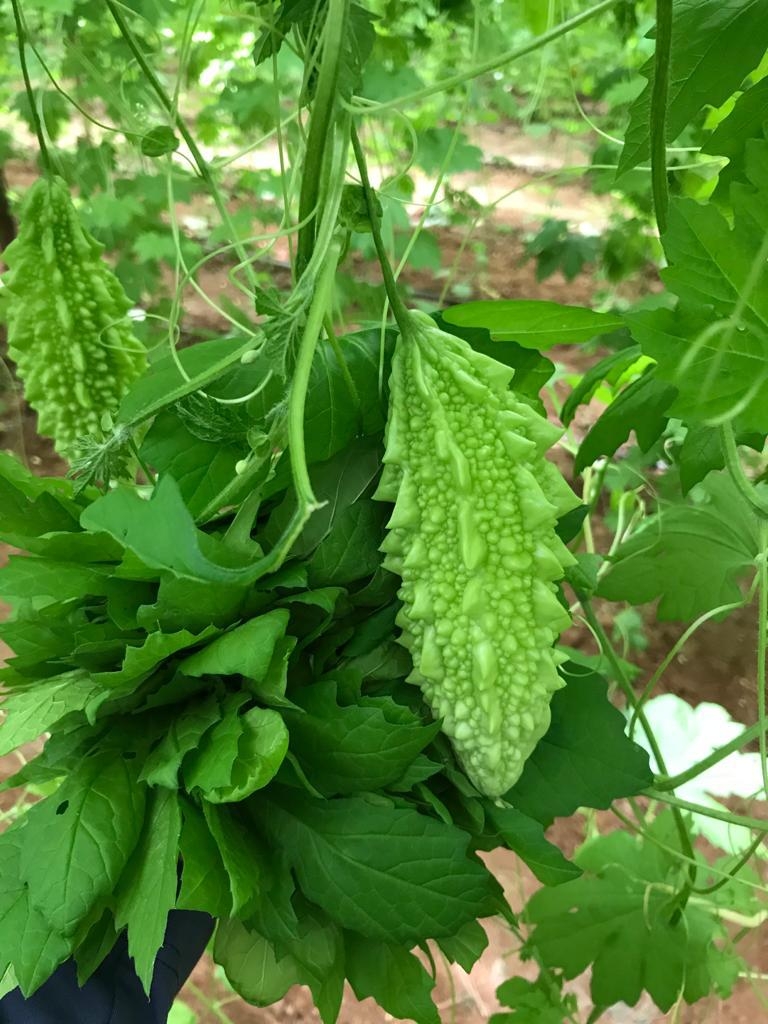 Taze%20Kudret%20Narı%20Meyvesi%20-%203000gr