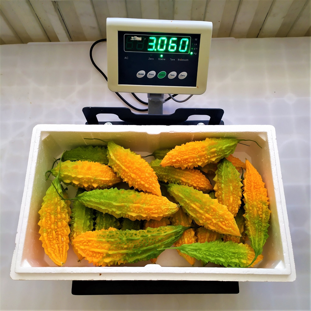 Taze Kudret Narı Meyvesi 3 Kg - 3000gr Tarladan Doğal Meyve Kudretnarı Karela 