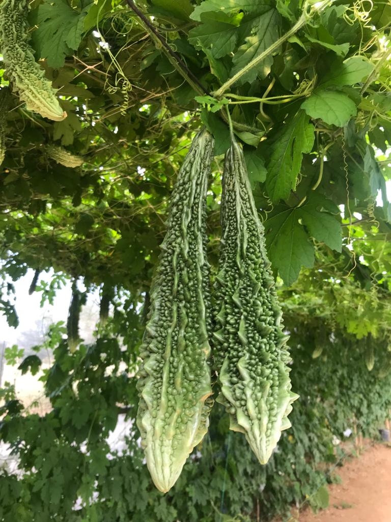 Taze%20Kudret%20Narı%20Meyvesi%20-%205000gr