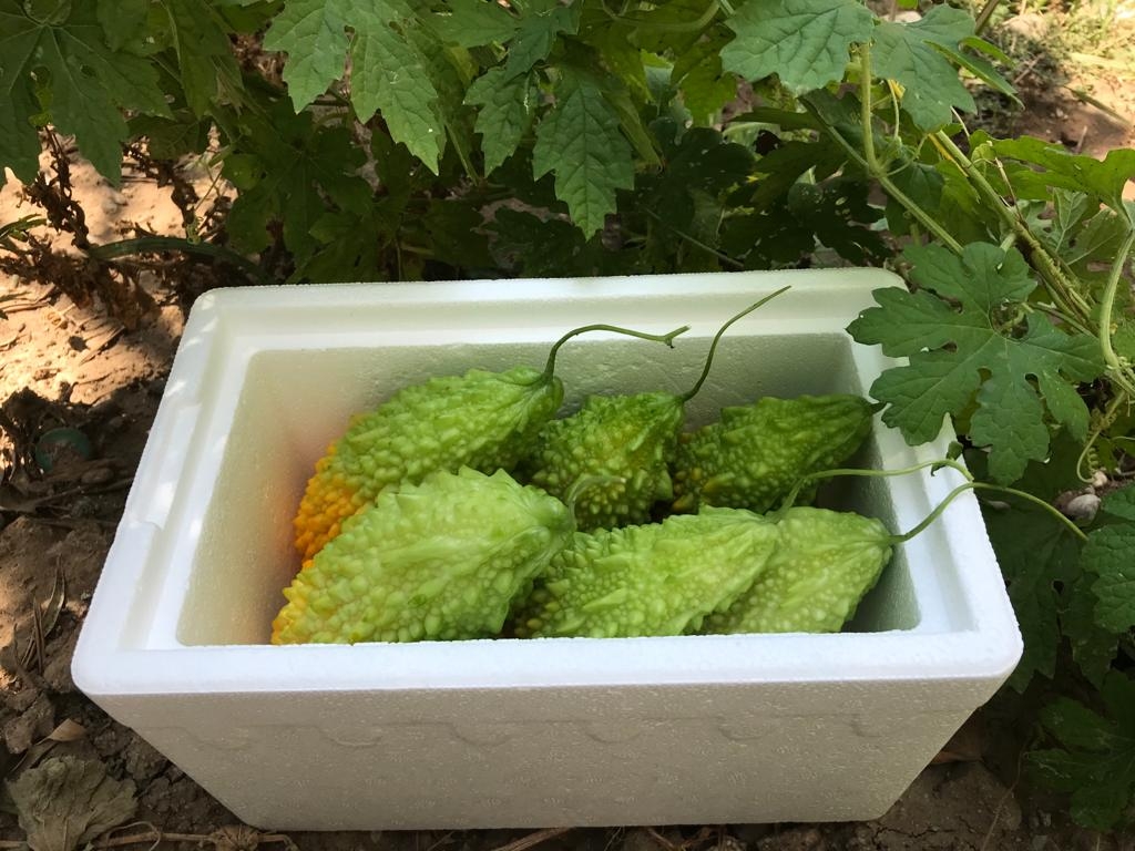 Taze%20Kudret%20Narı%20Meyvesi%20-%205000gr