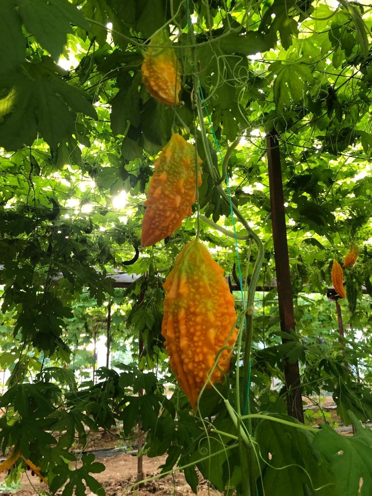 Taze%20Kudret%20Narı%20Meyvesi%20-%203000gr