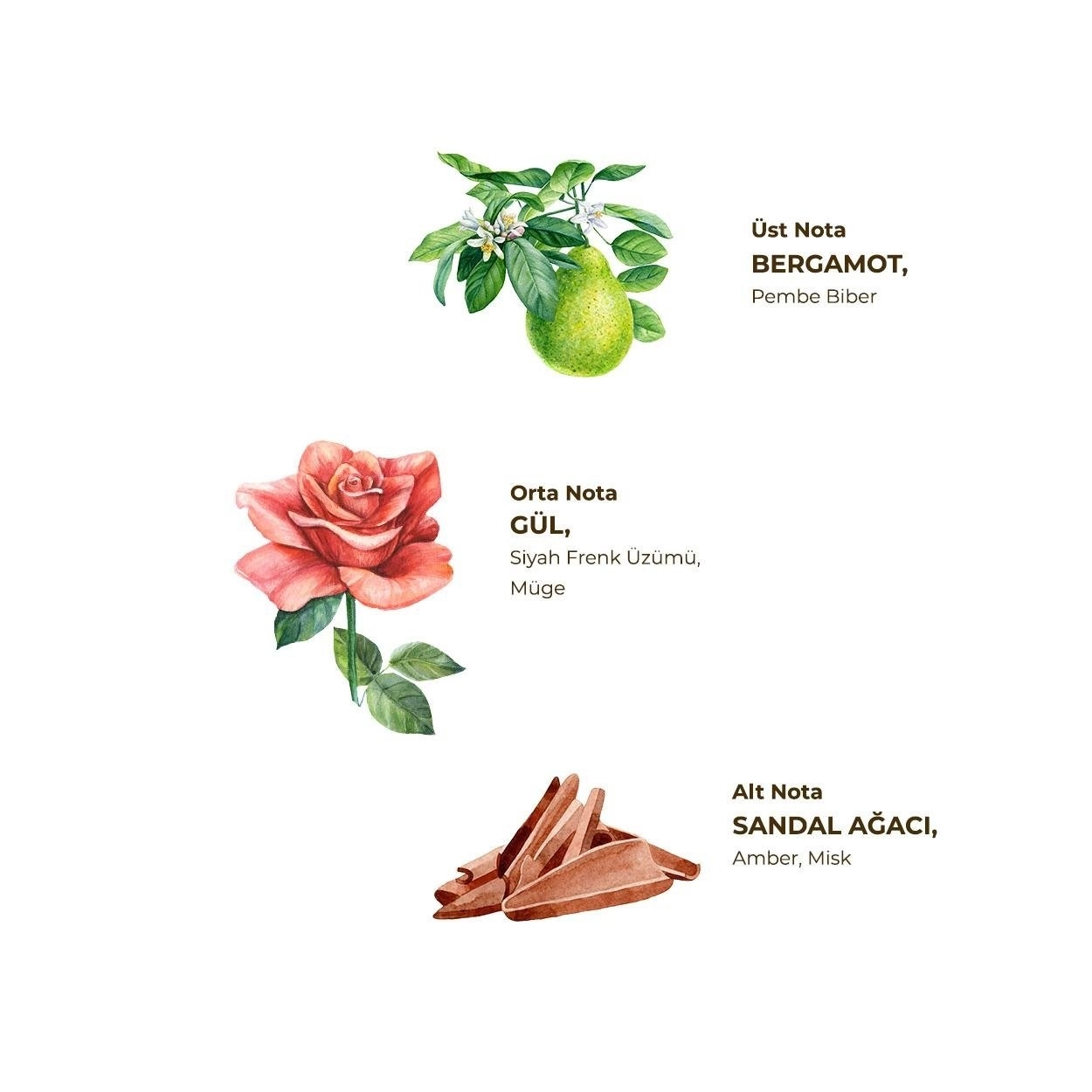 Eyüp Sabri Tuncer Magnolia Flower Cologne | 400 ml
