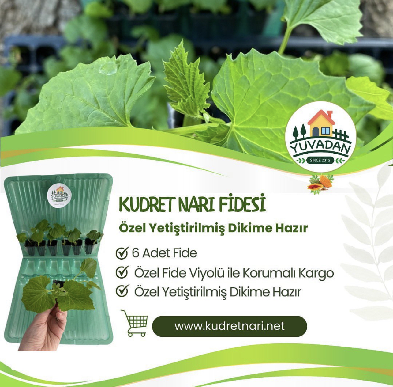 Kudret%20Narı%20Fidesi%20-%206%20Adet