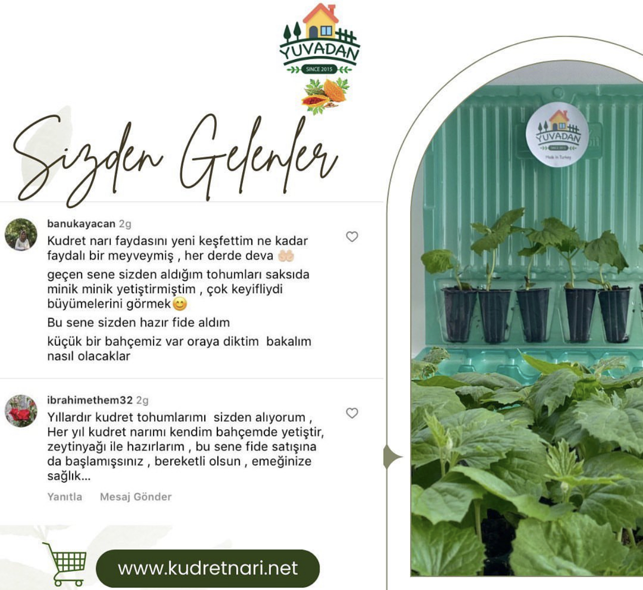 Kudret%20Narı%20Fidesi%20-%206%20Adet