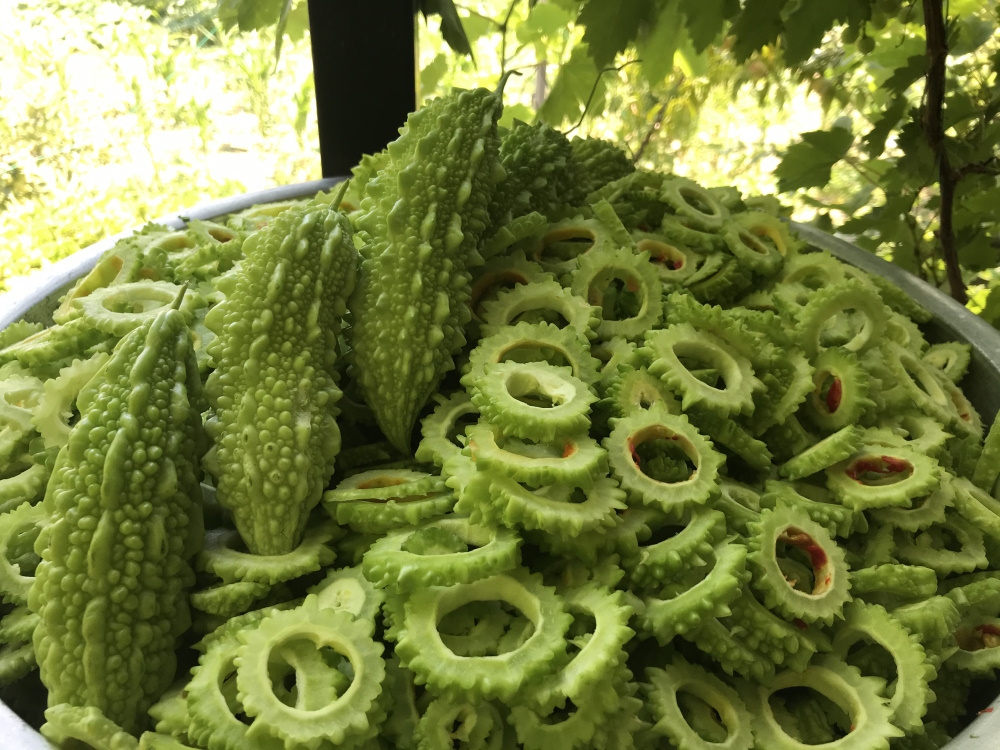 Green%20Fresh%20Momordica%20-%20Indian%20Karela%20Bitter%20Gourd%20Bitter%20Melon