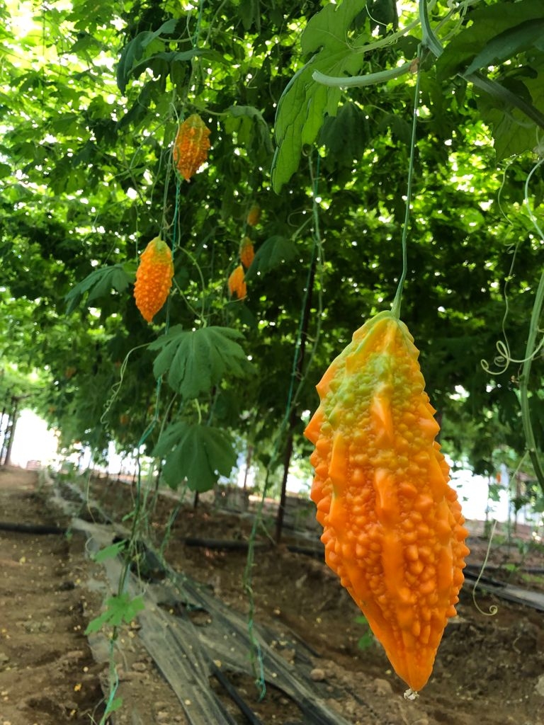 Fresh Bitter Bitter Melon Fruit - 2000gr