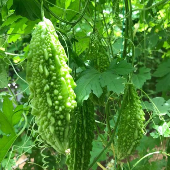 Yeşil Taze Kudret Narı 2 KG   -Bitter Gourd Bitter Melon 2KG