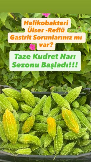 Taze Kudret Narı Meyvesi - 5000gr