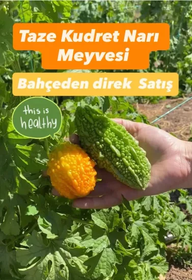 Taze Kudret Narı Meyvesi - 500gr