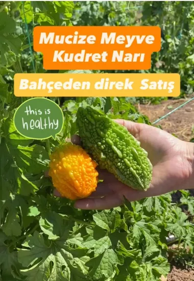 Taze Kudret Narı Meyvesi - 5000gr