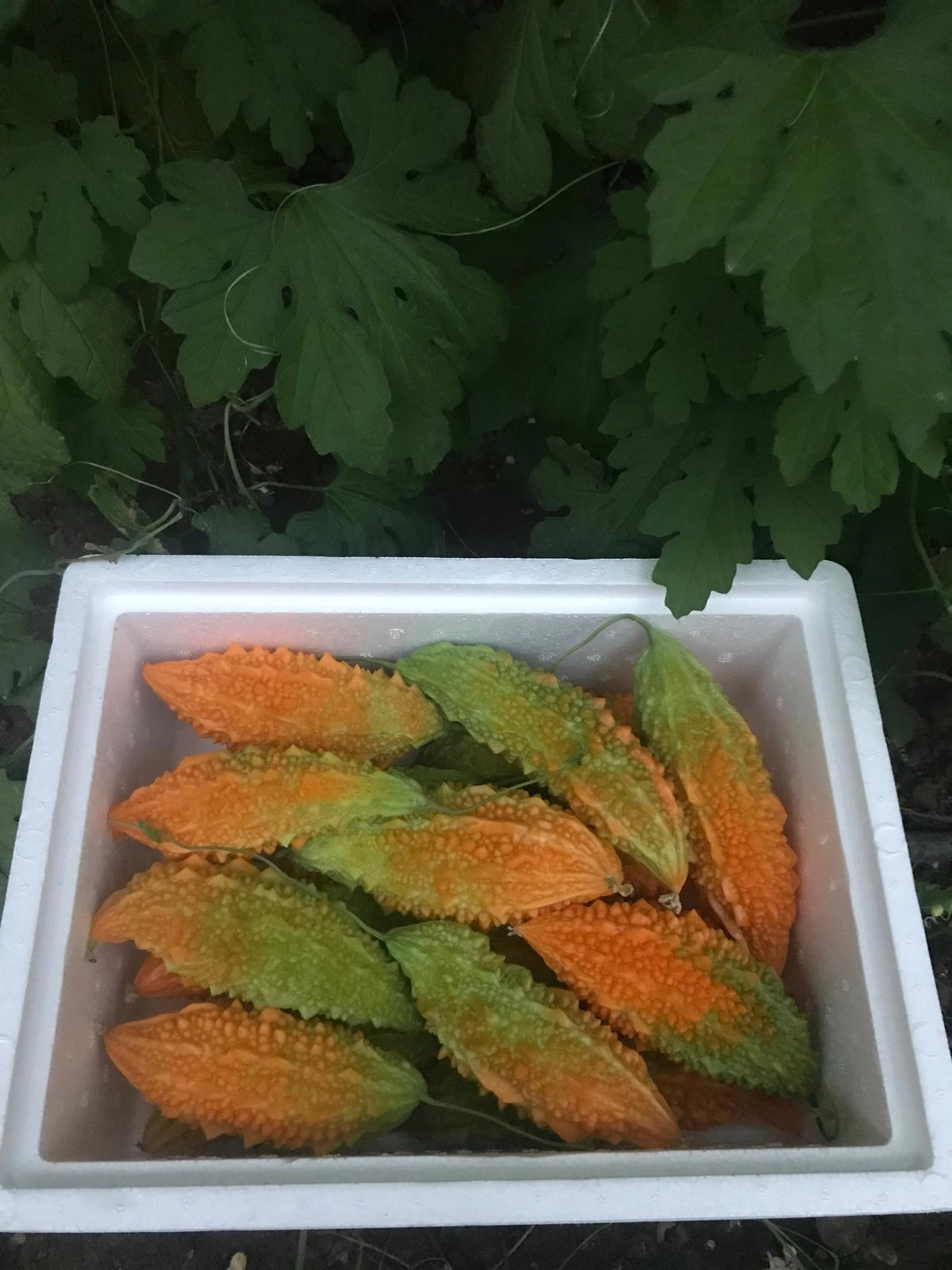 Taze Kudret Narı Meyvesi - 1500gr 