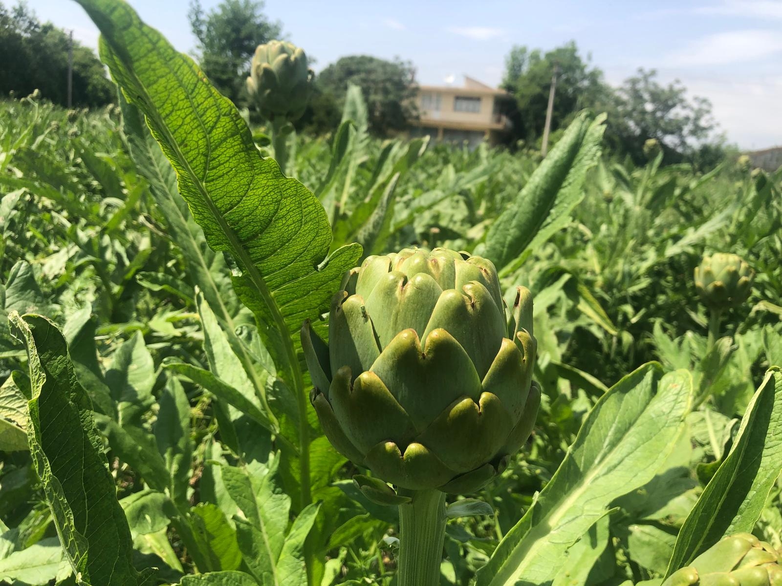 Enginar%20Sirkesi%20-%20500ml