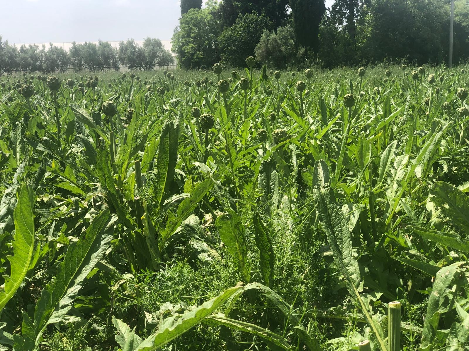 Enginar%20Sirkesi%20-%20500ml