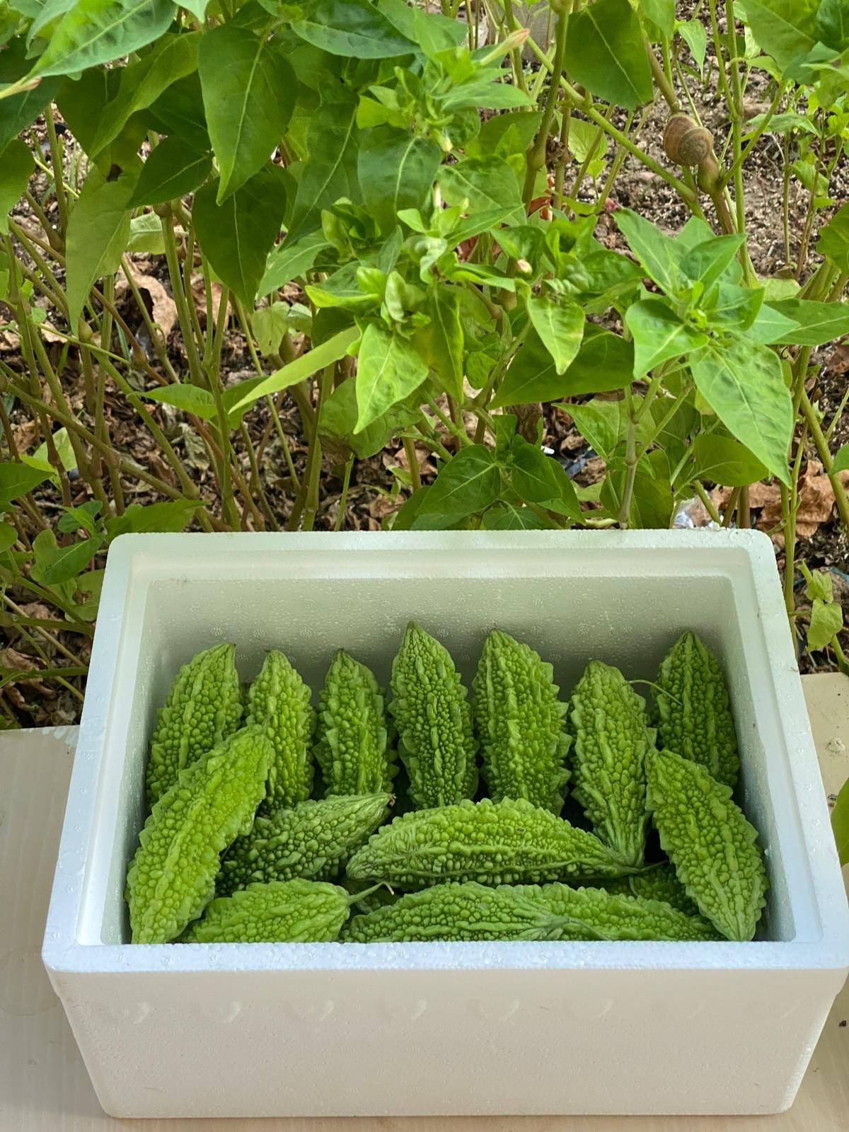 Taze%20Kudret%20Narı%20Meyvesi%20-%203000gr