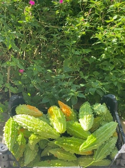 Fresh Bitter Bitter Melon Fruit - 1500gr