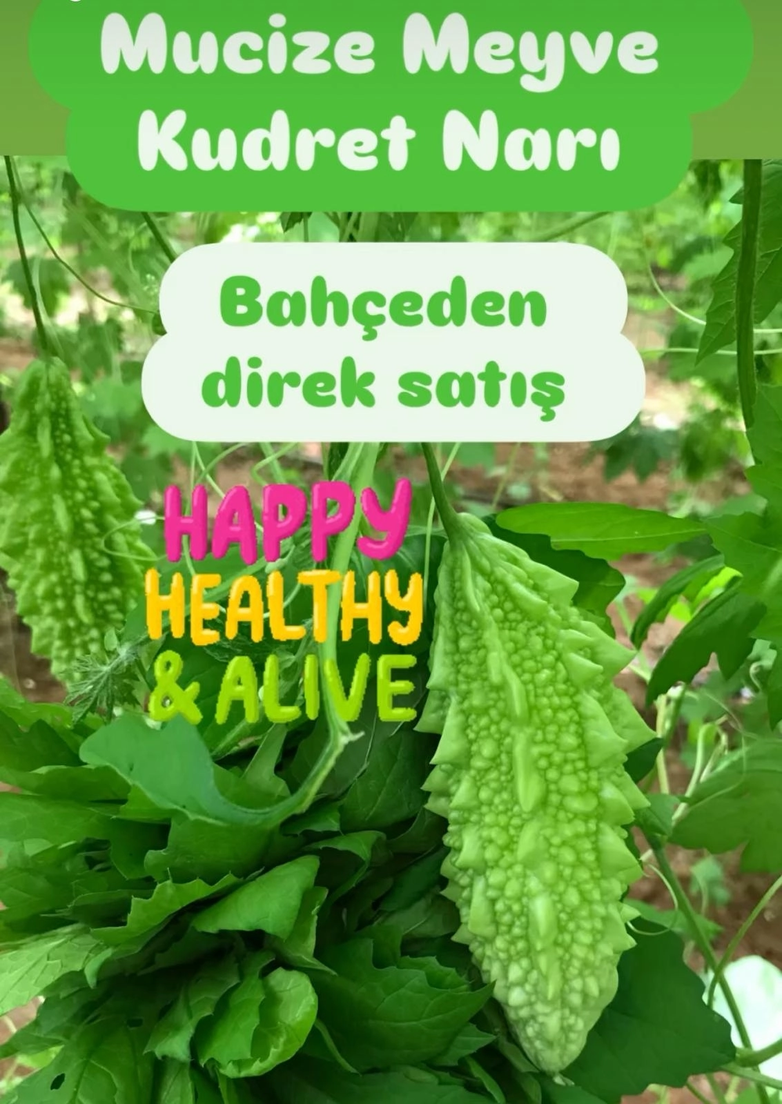 Taze%20Kudret%20Narı%20Meyvesi%20-%205000gr