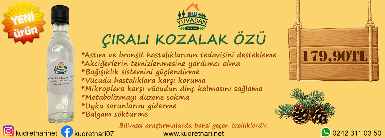 çıralı kozalak özü